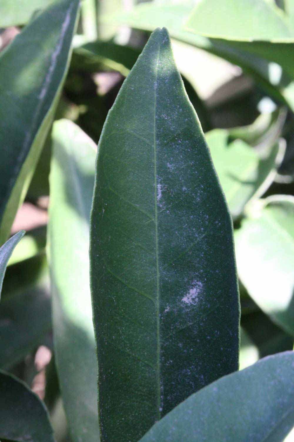              Margin (Riverside, CA)       